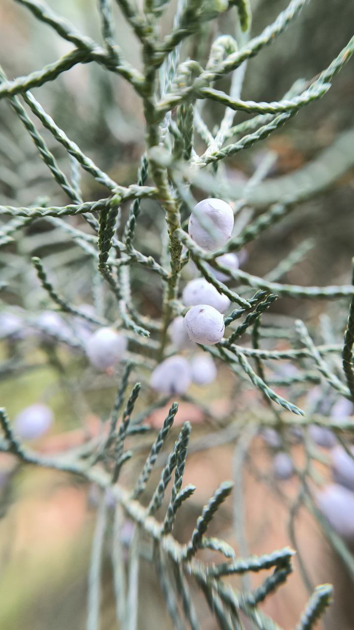college_of_agriculture_natural_resources_of_university_of_tehran