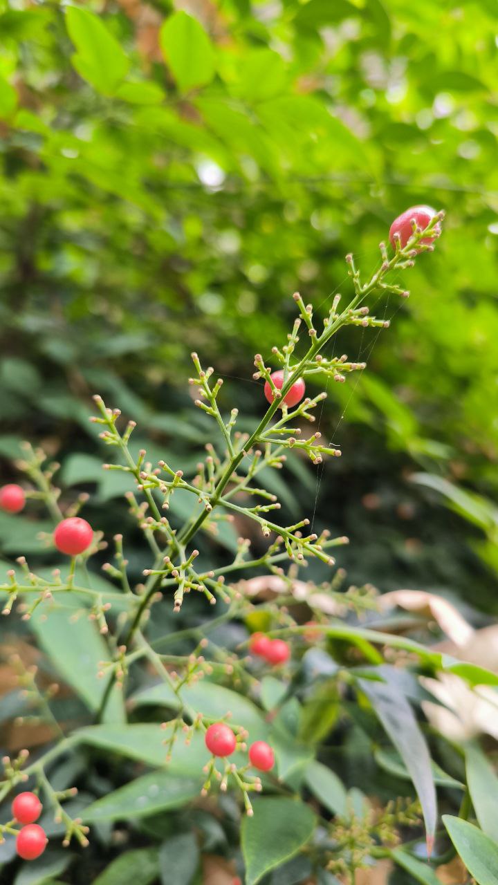 college_of_agriculture_natural_resources_of_university_of_tehran