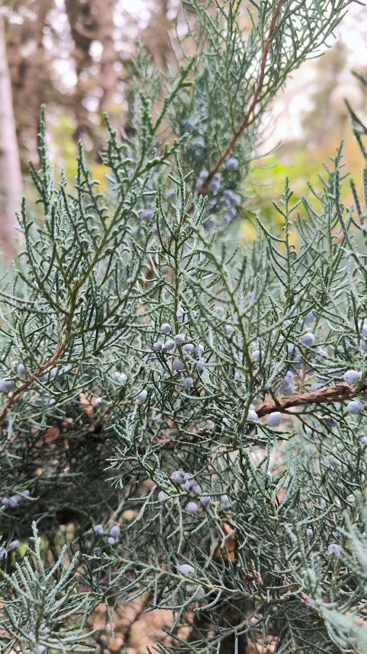 college_of_agriculture_natural_resources_of_university_of_tehran