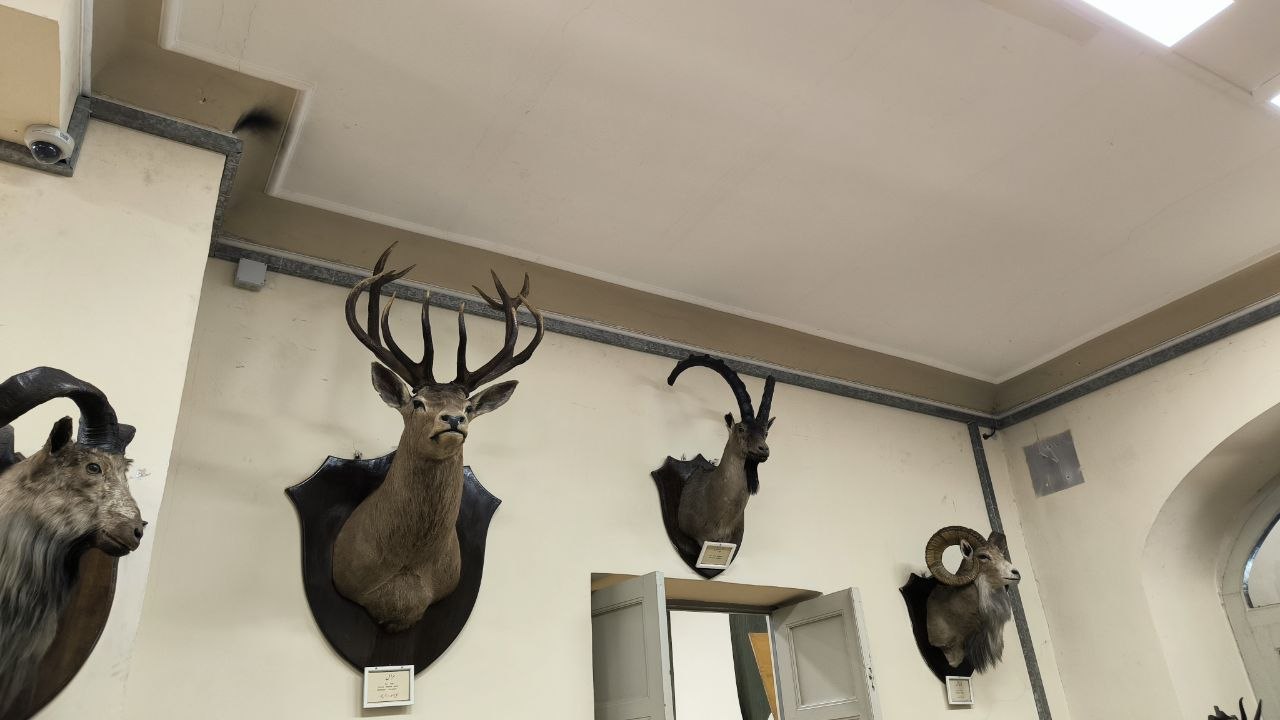 museum_of_zoology