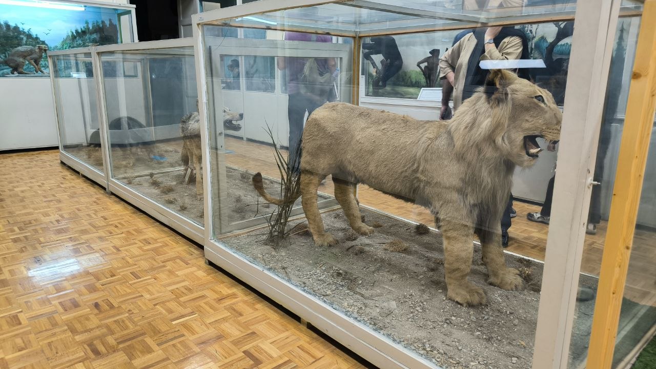 museum_of_zoology