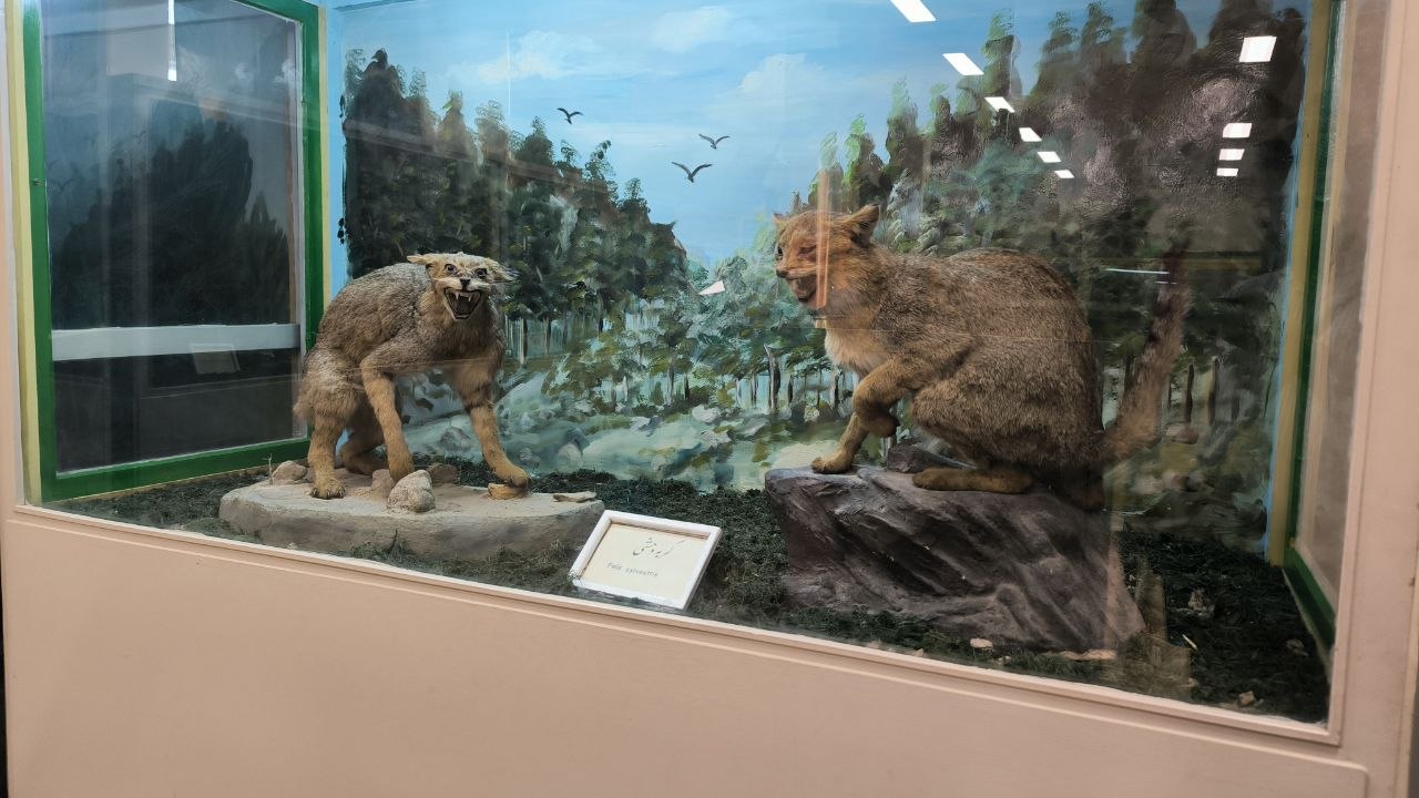 museum_of_zoology