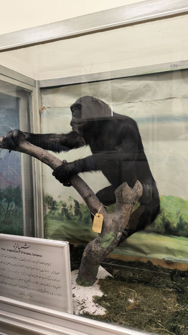museum_of_zoology