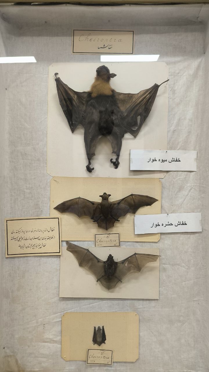 museum_of_zoology