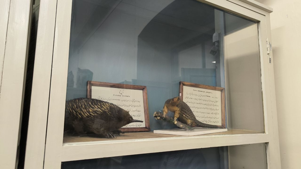 museum_of_zoology