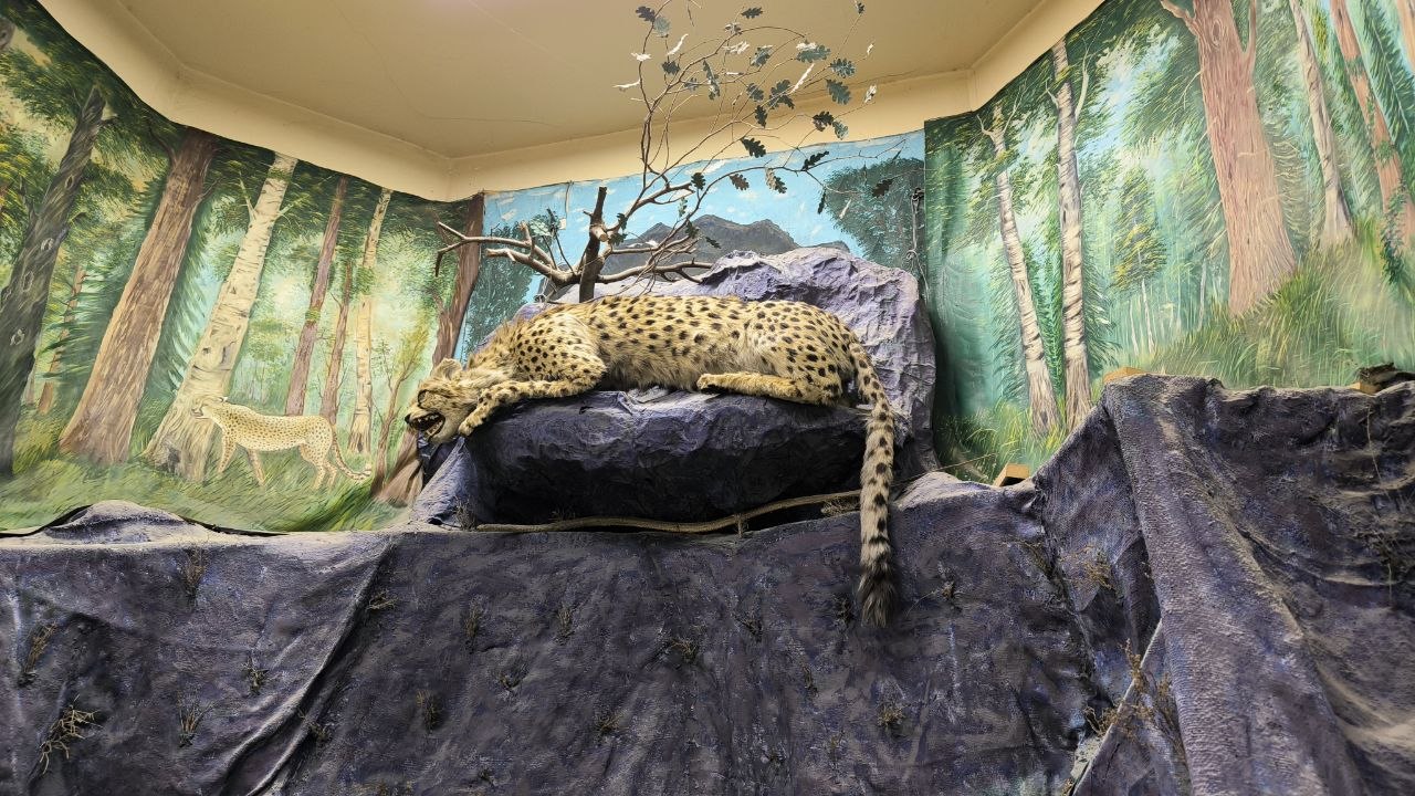 museum_of_zoology