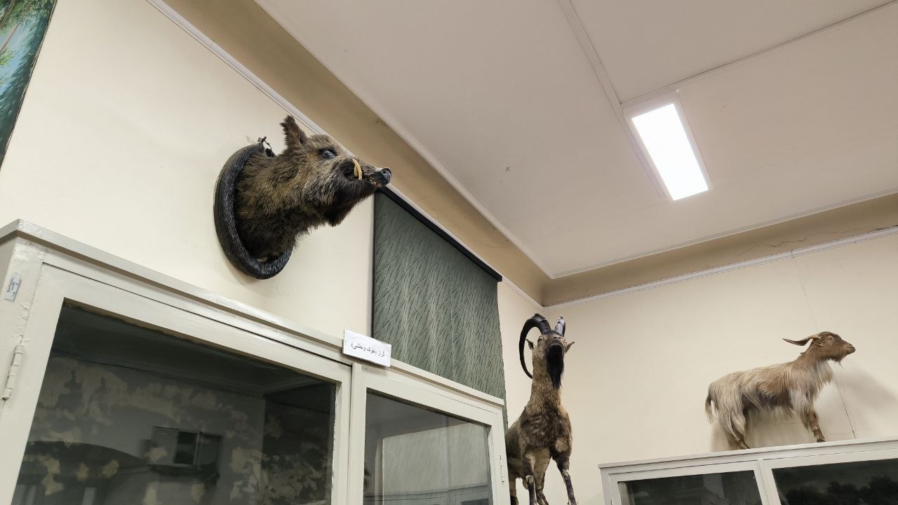 museum_of_zoology