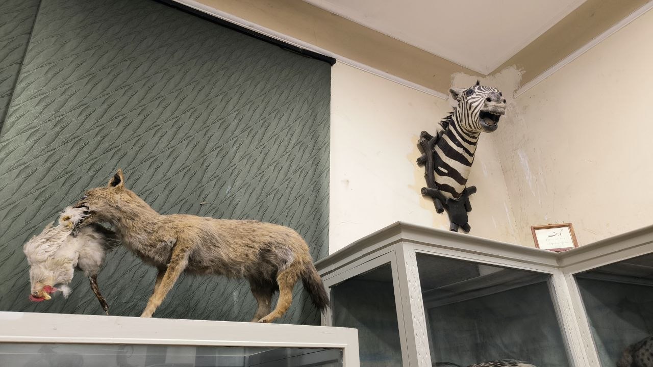 museum_of_zoology