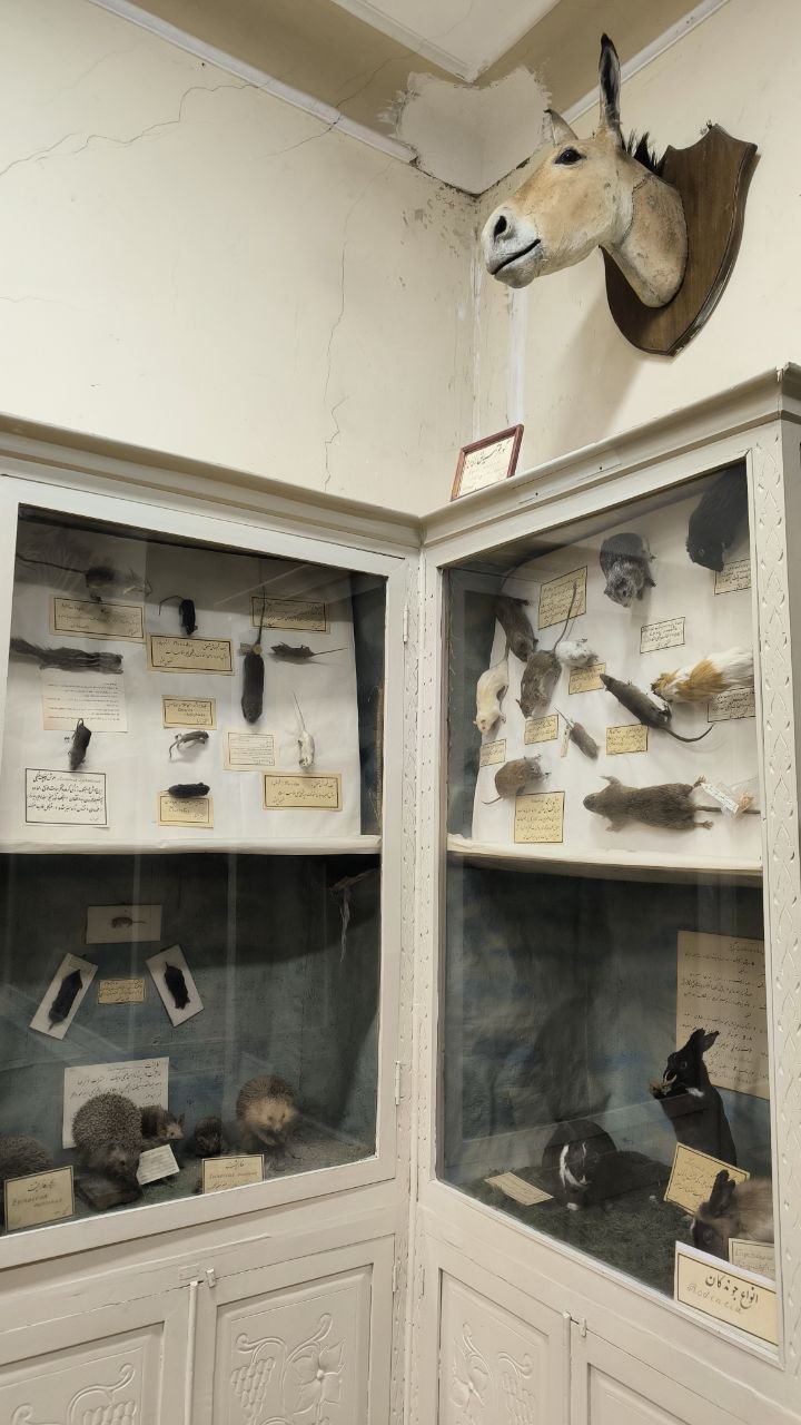 museum_of_zoology