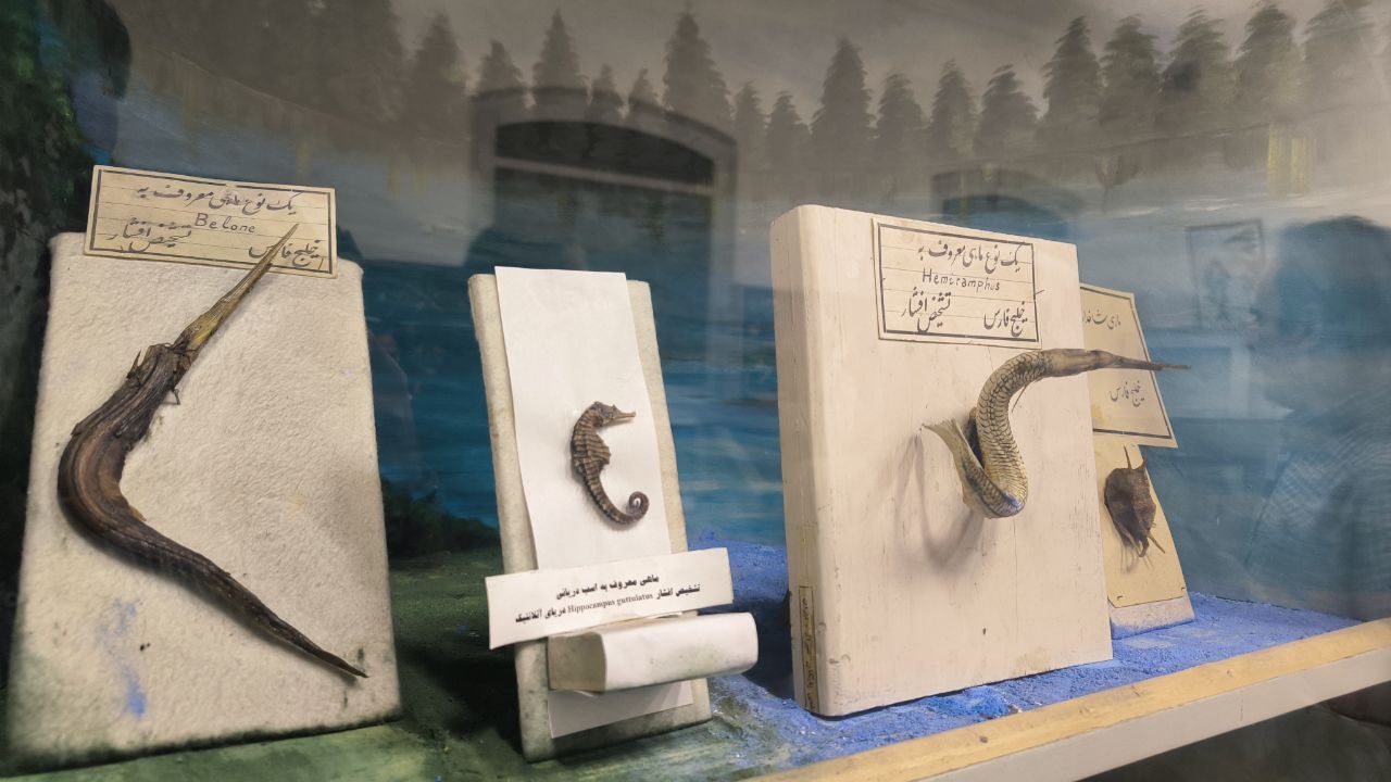 museum_of_zoology
