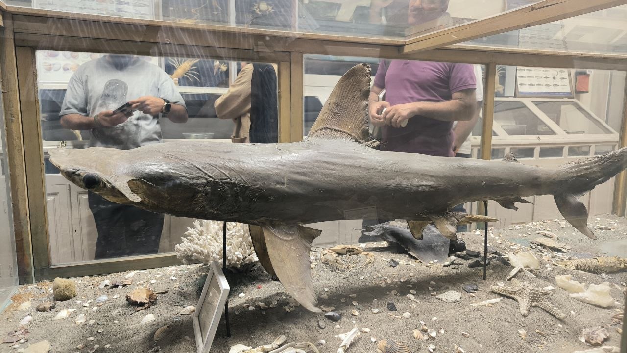 museum_of_zoology