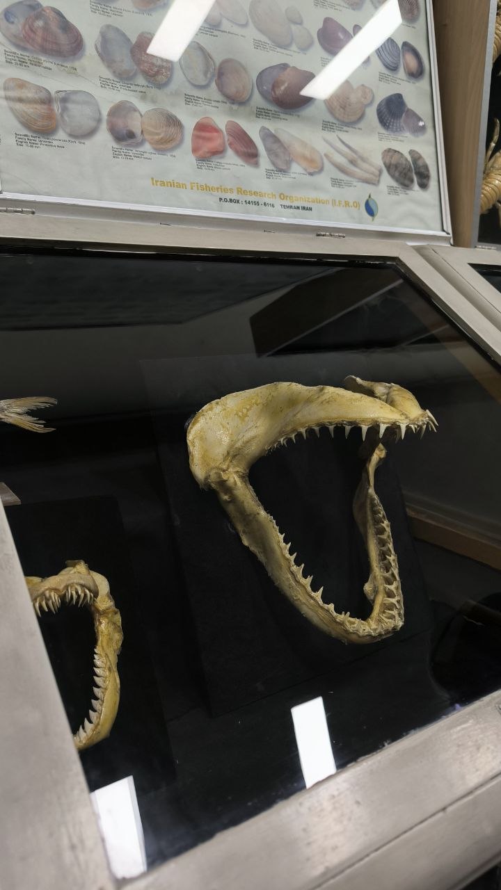 museum_of_zoology