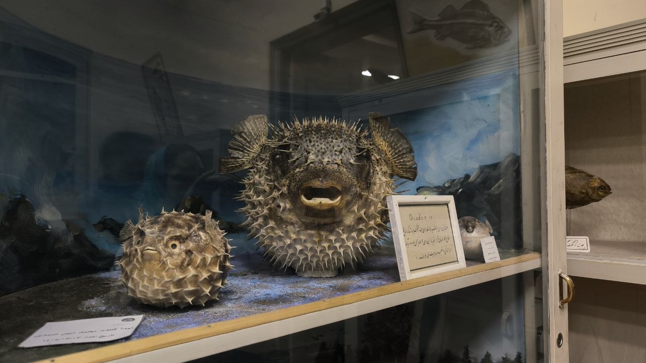 museum_of_zoology
