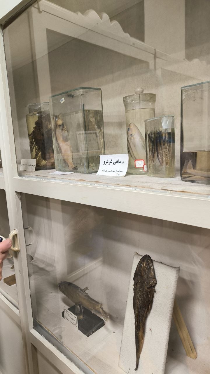 museum_of_zoology