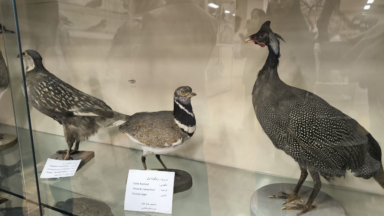 museum_of_zoology