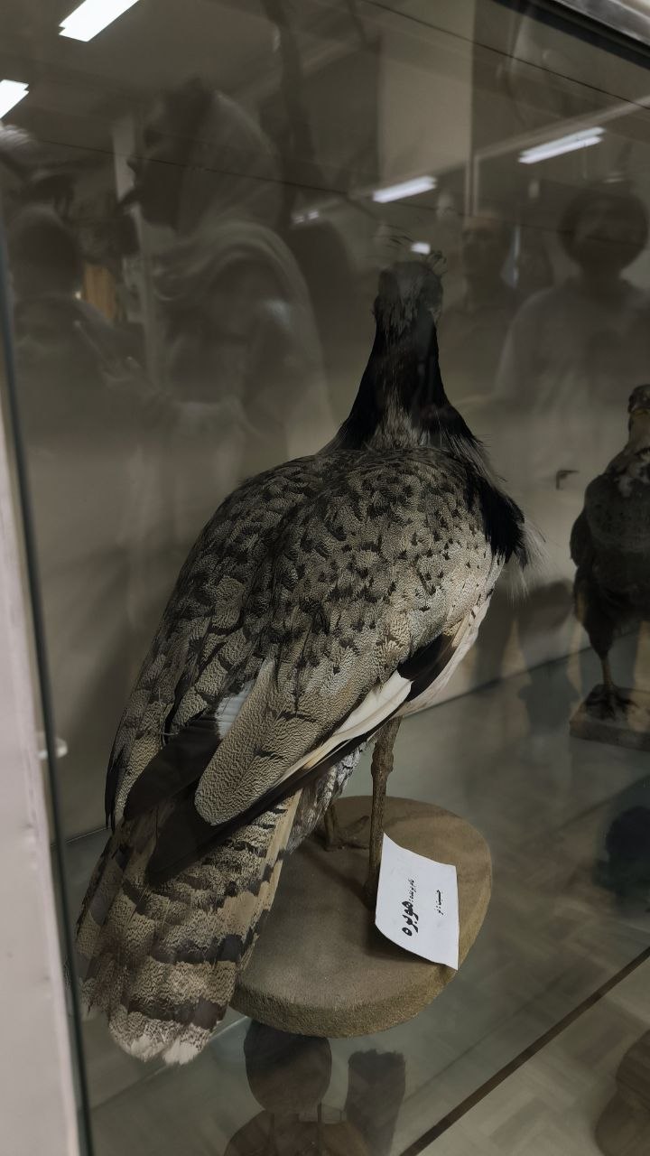 museum_of_zoology