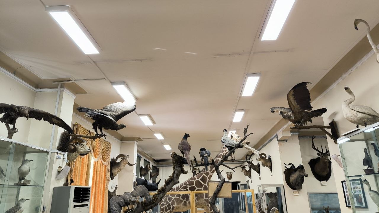 museum_of_zoology