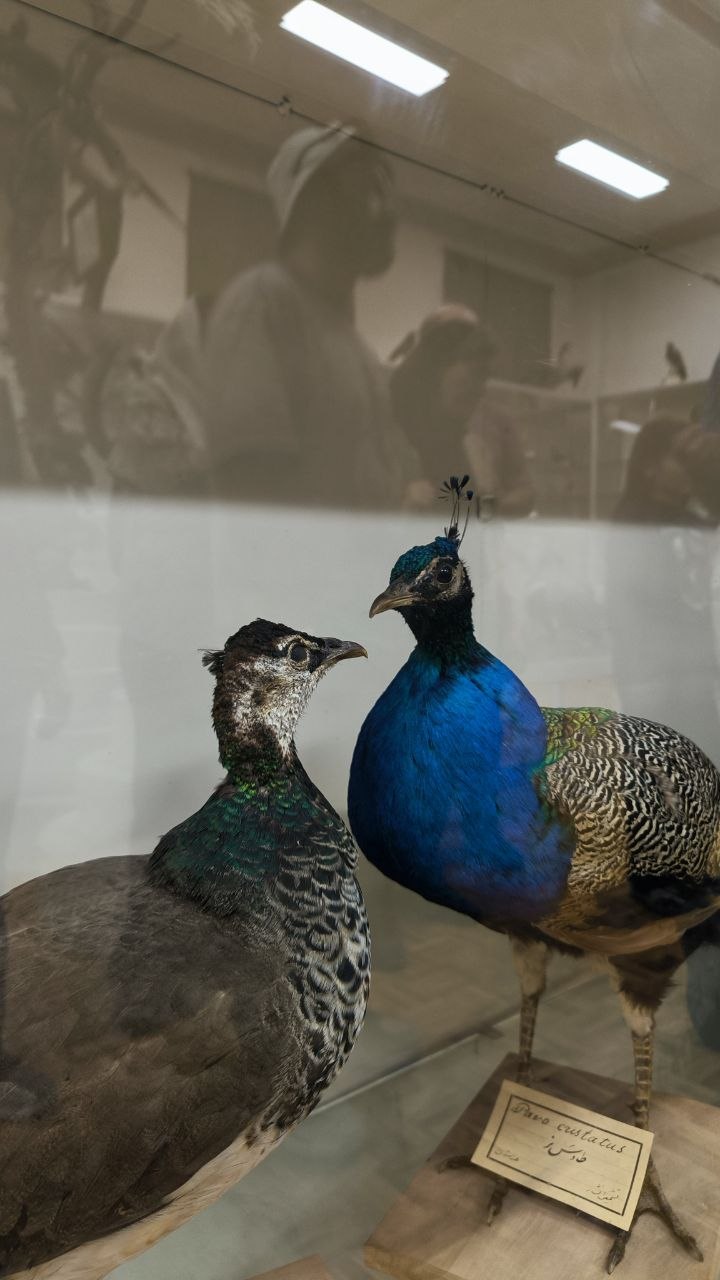 museum_of_zoology