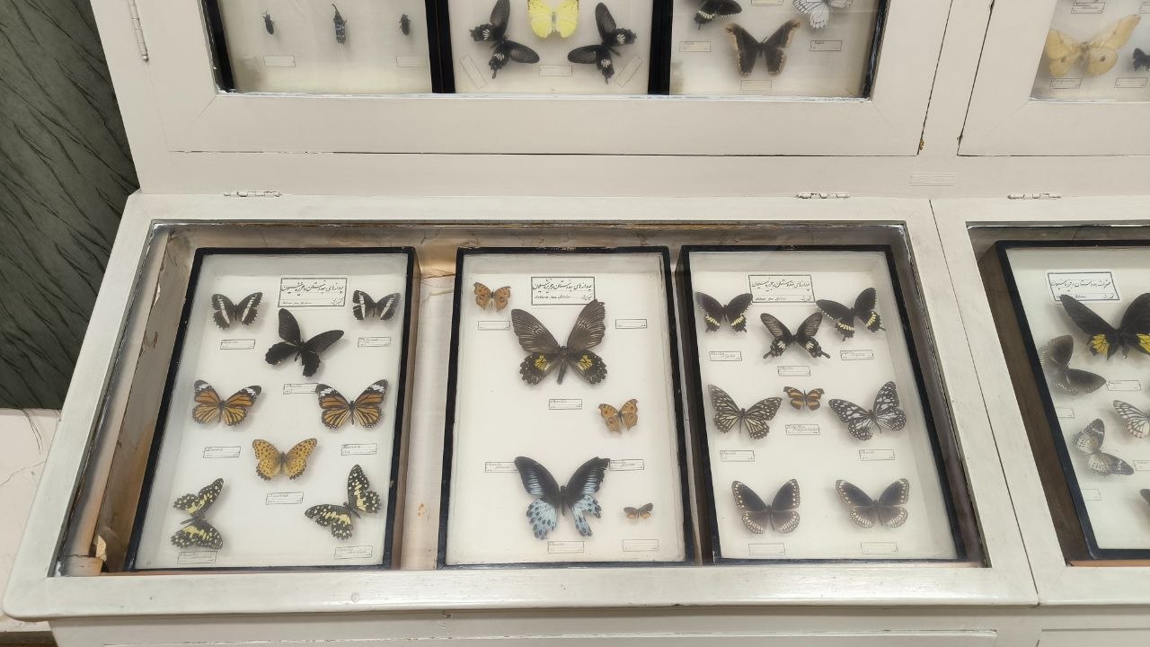 museum_of_zoology