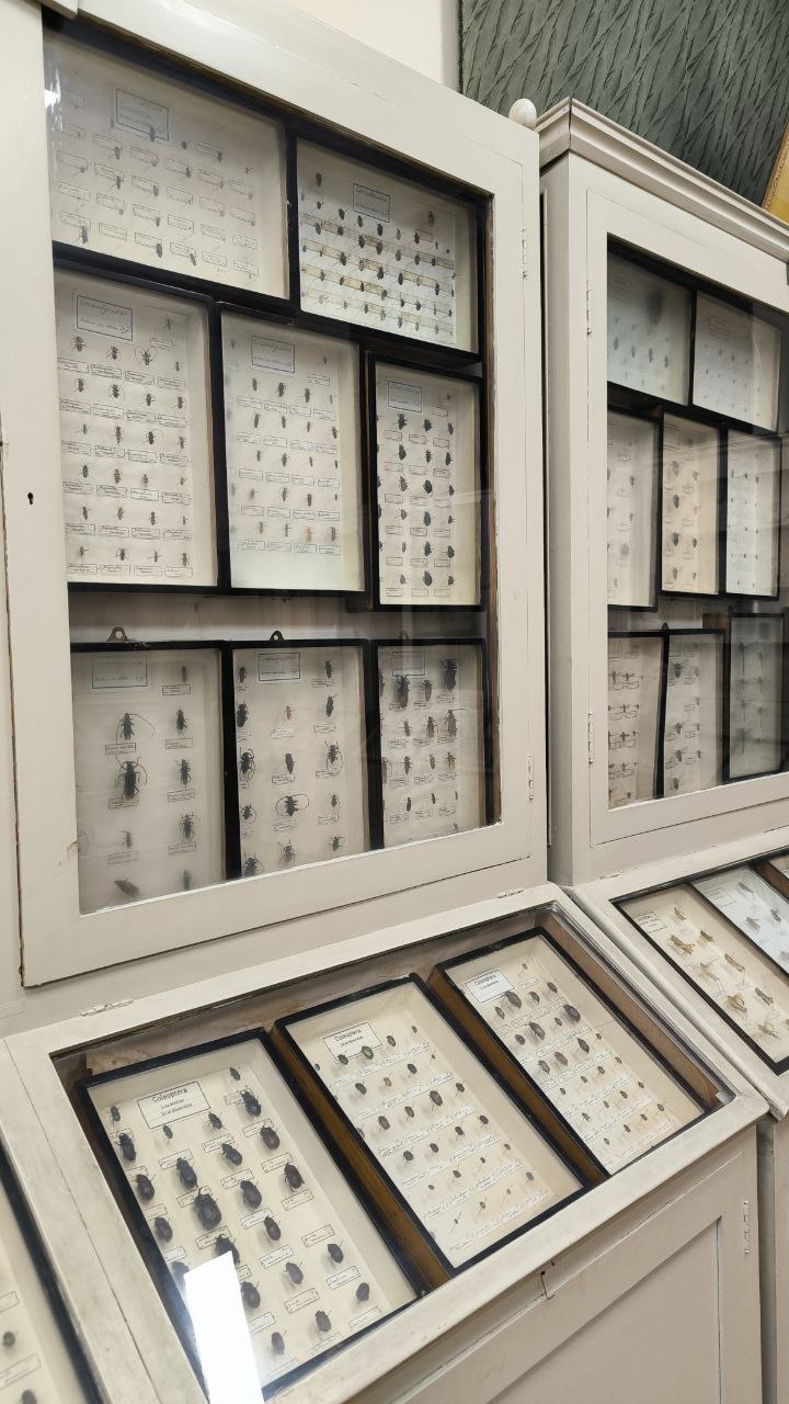 museum_of_zoology