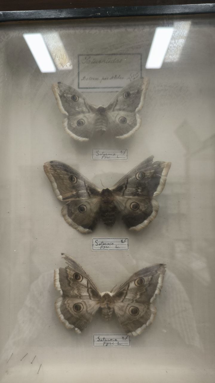 museum_of_zoology