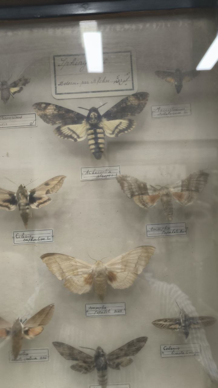 museum_of_zoology