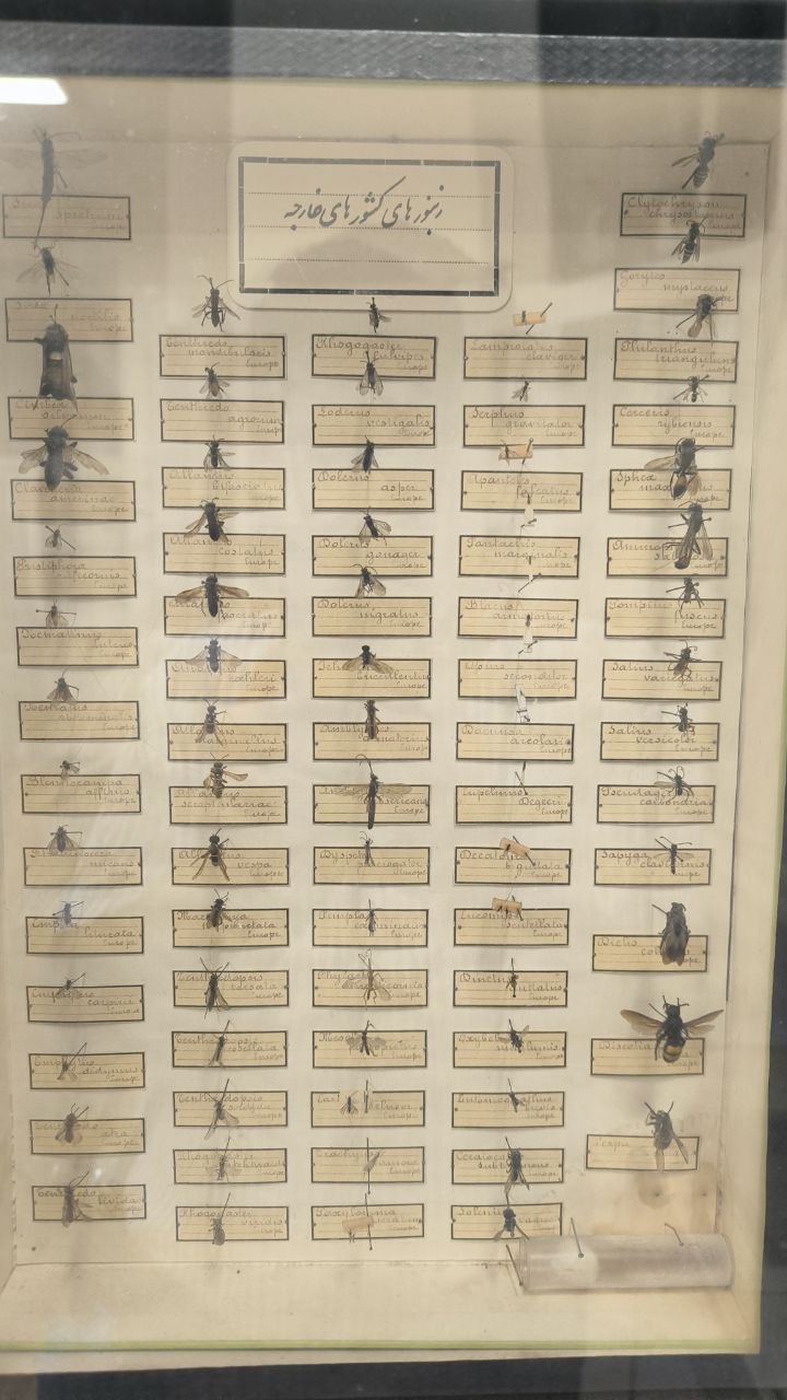 museum_of_zoology