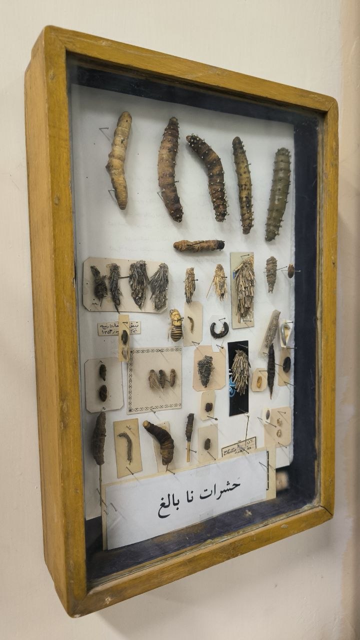 museum_of_zoology