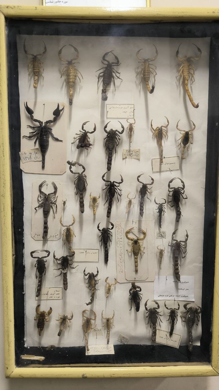 museum_of_zoology