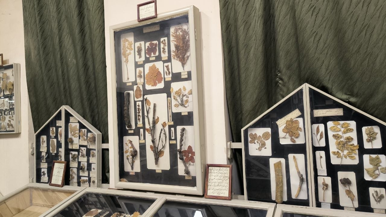 museum_of_zoology