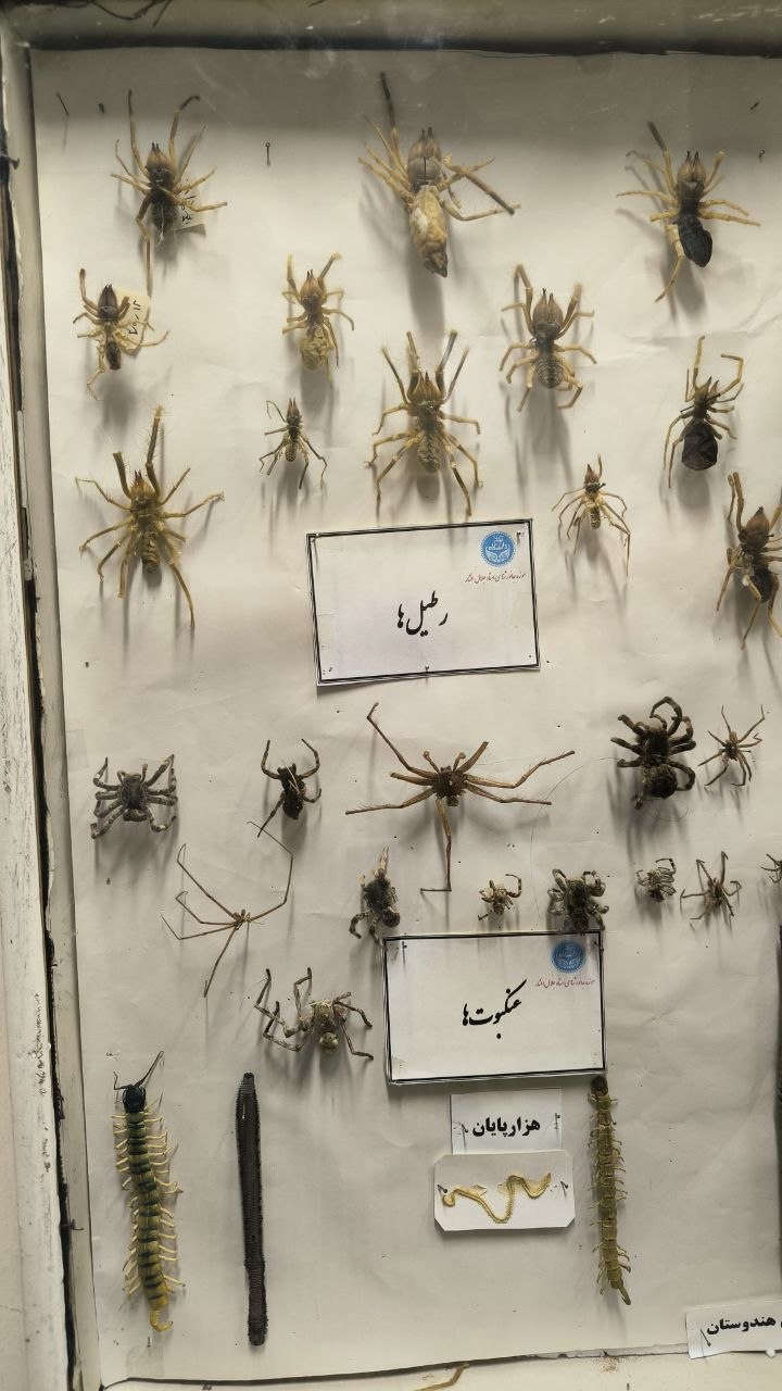 museum_of_zoology