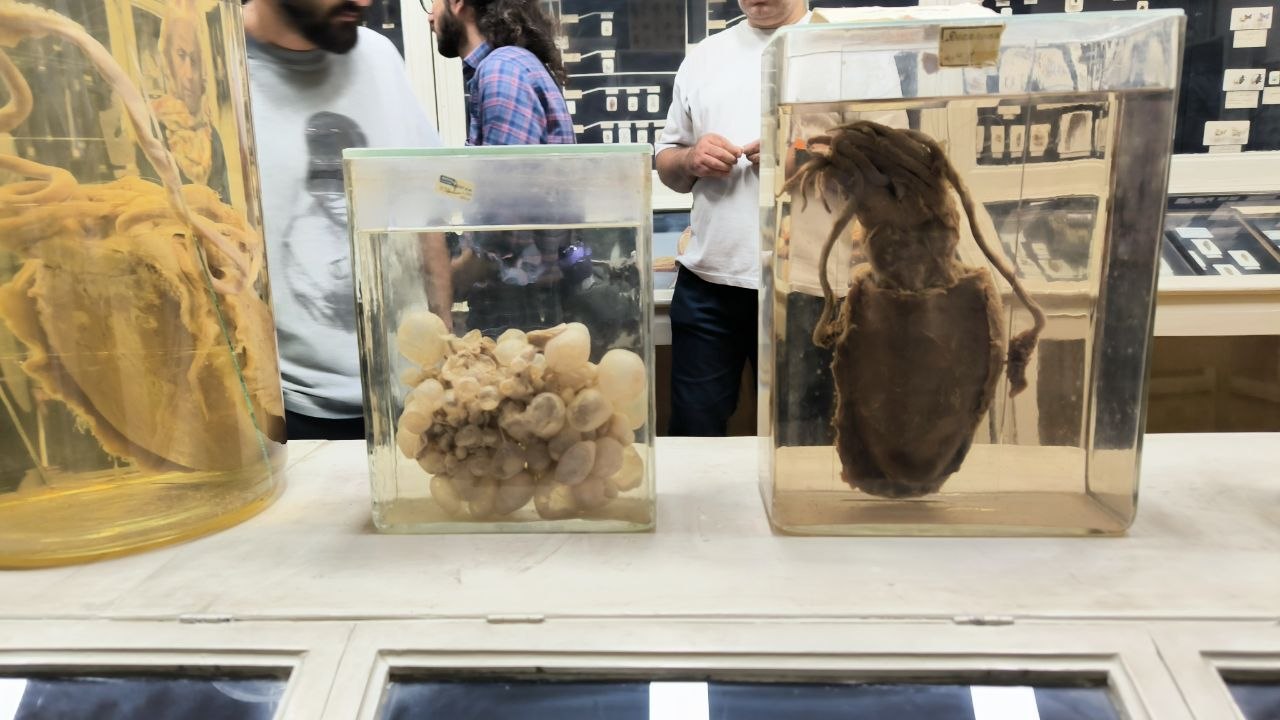 museum_of_zoology