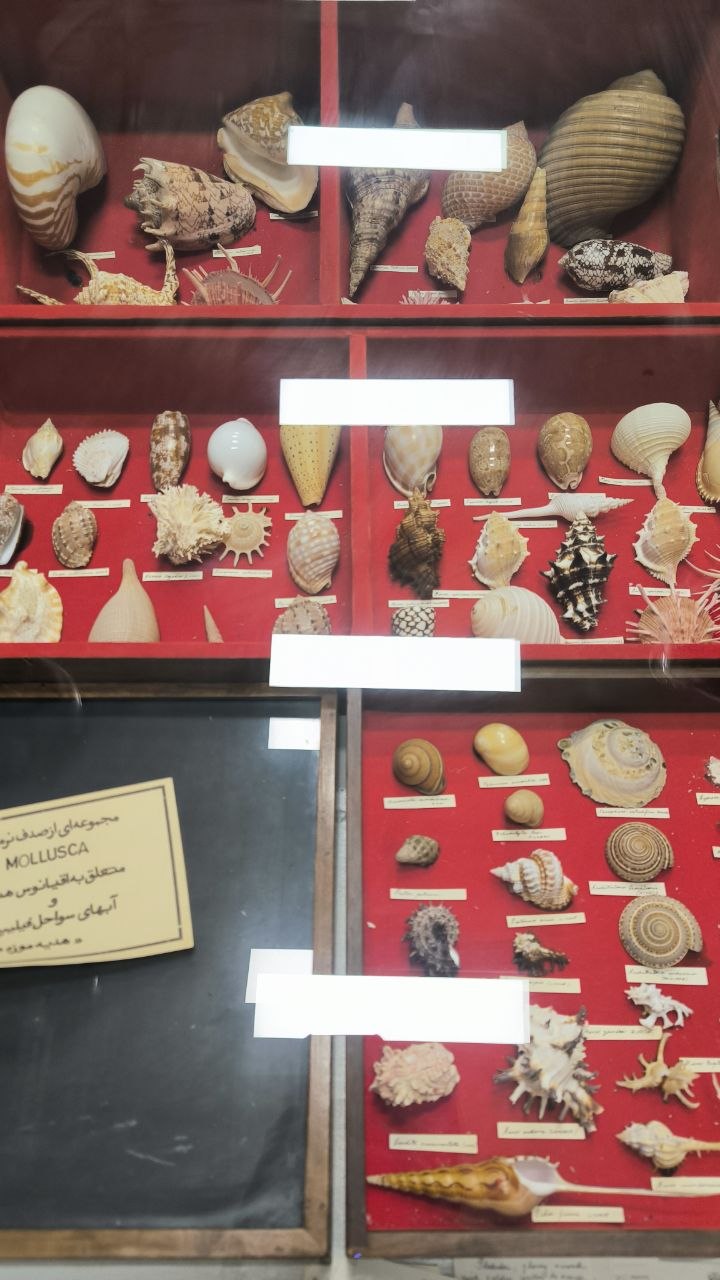 museum_of_zoology