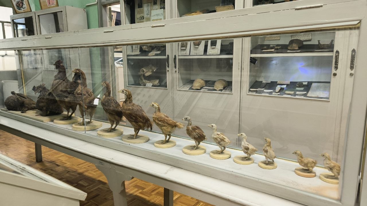 museum_of_zoology