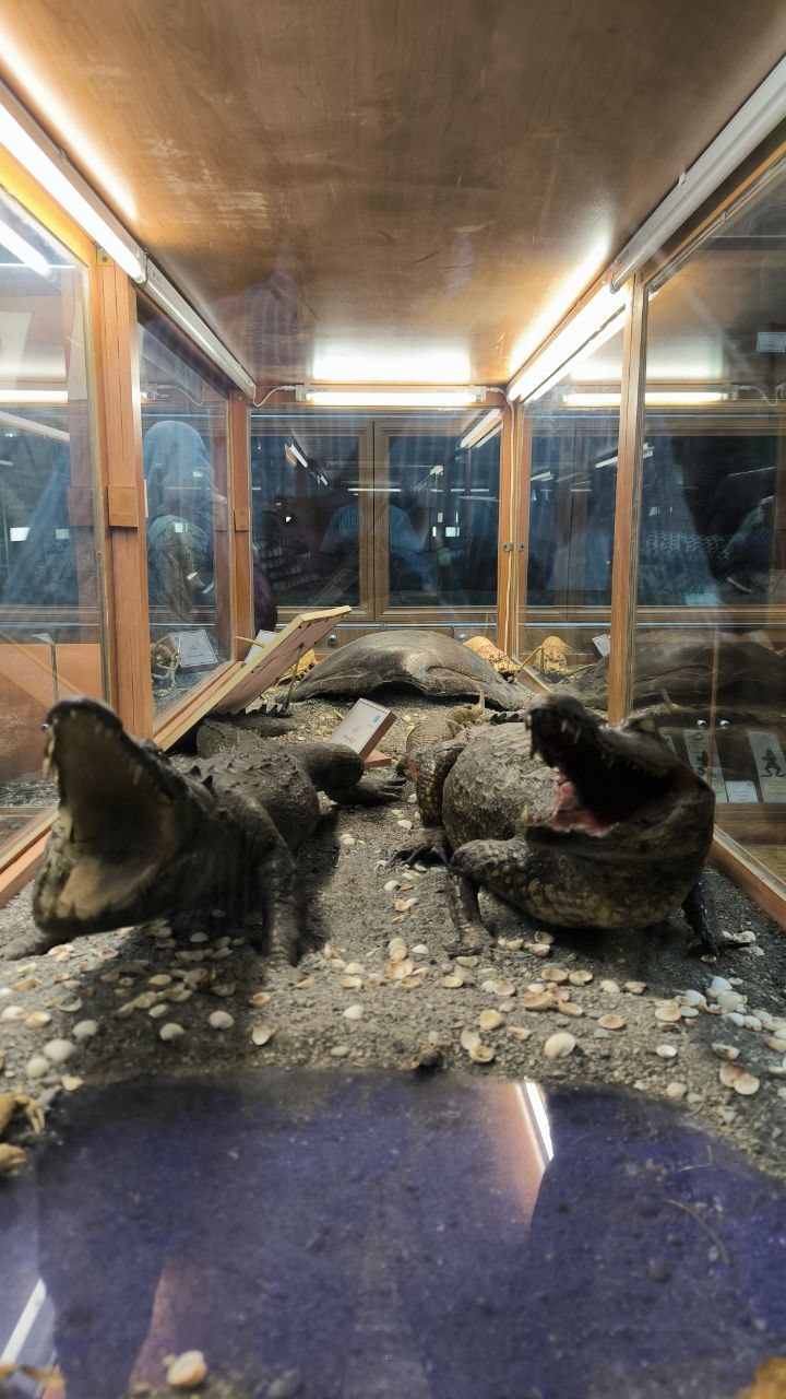 museum_of_zoology