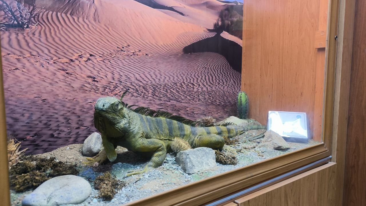 museum_of_zoology