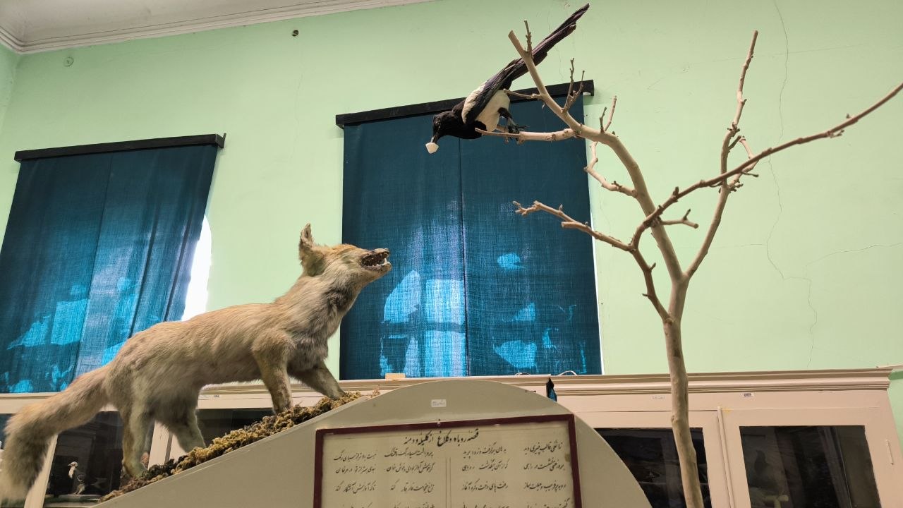 museum_of_zoology