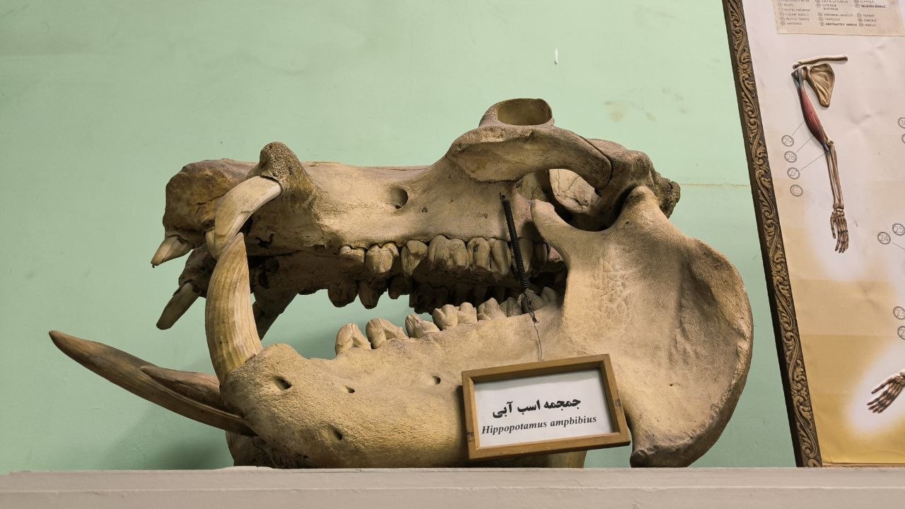 museum_of_zoology